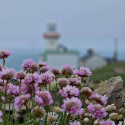 Wildflowers, Arranmore, Co Donegal_Web Size